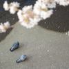 花見