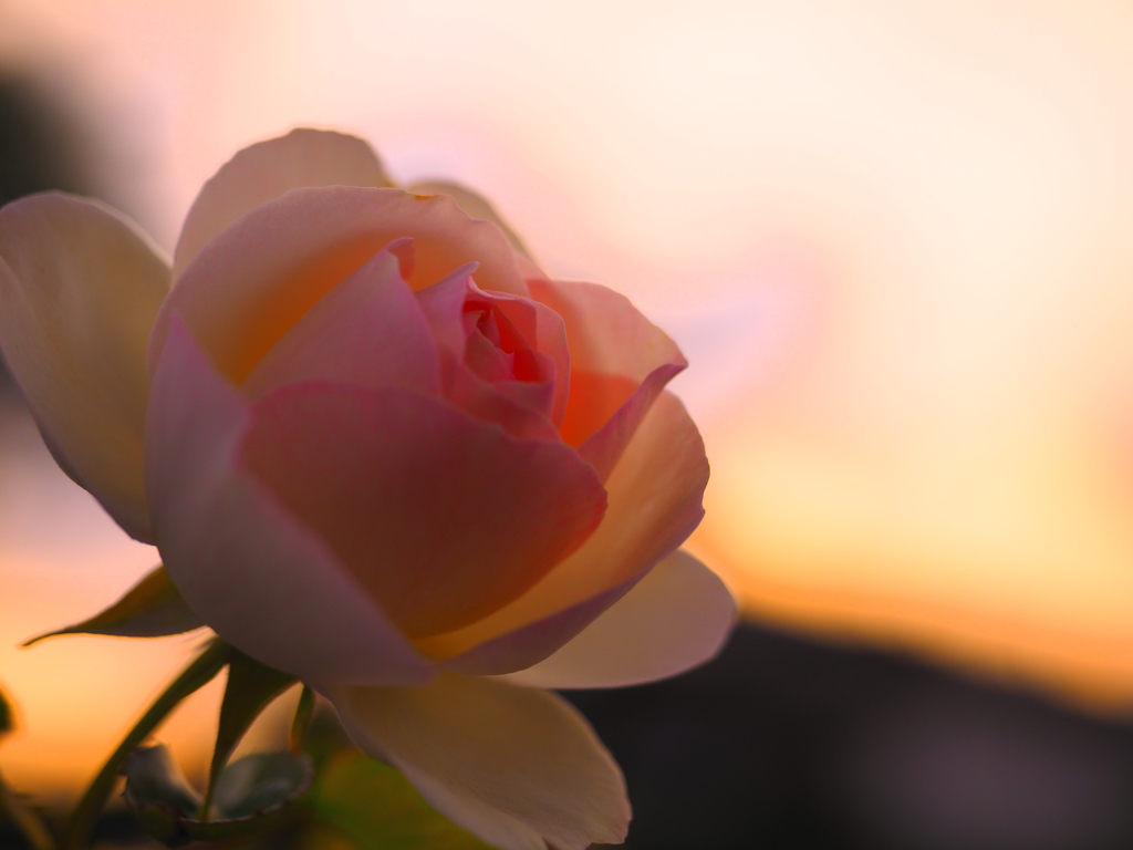 P50703833