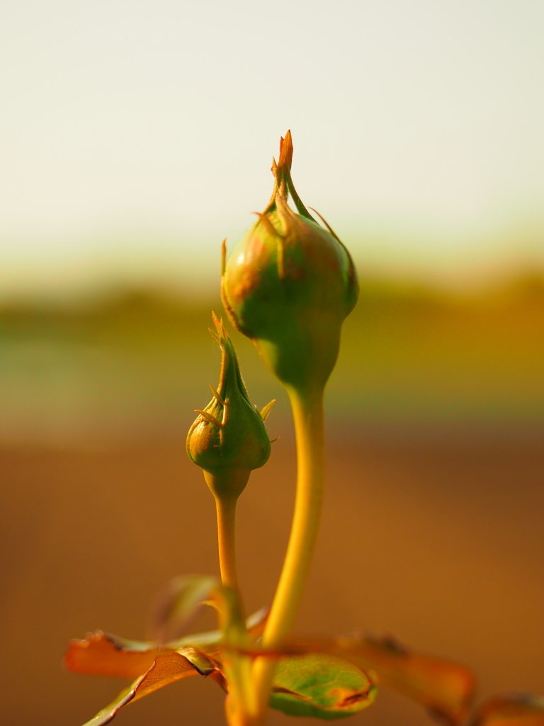 P42303001