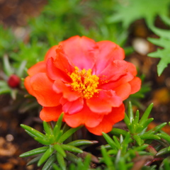 P5060332
