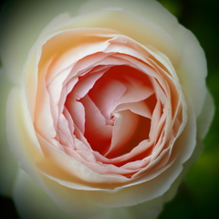 P50703656