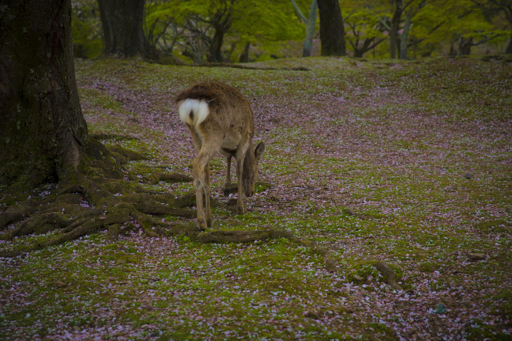 桜鹿