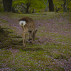 桜鹿