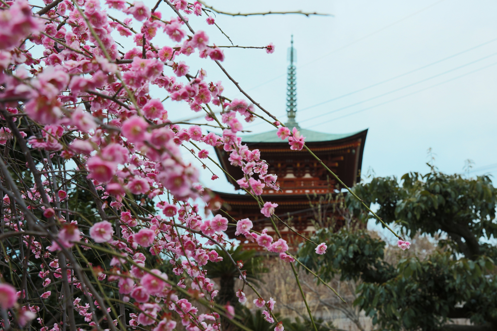 家原寺で梅