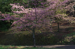 河津桜