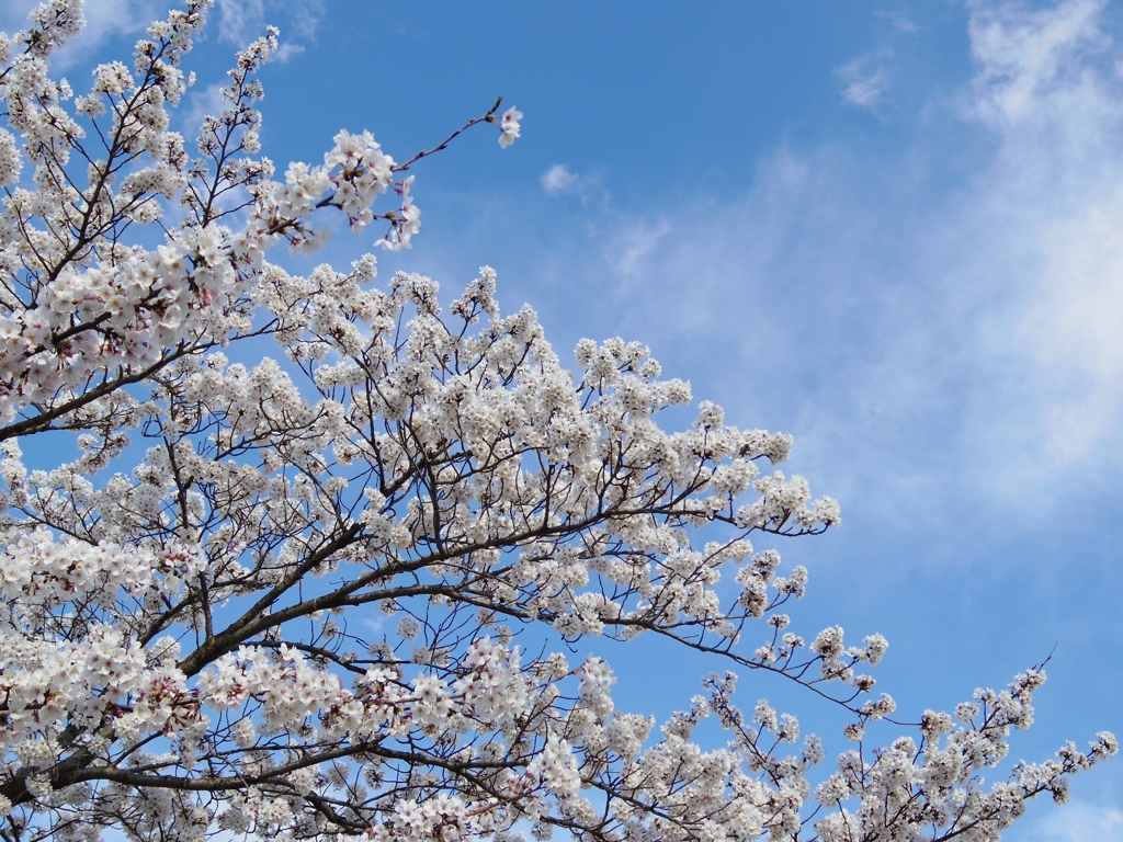 桜