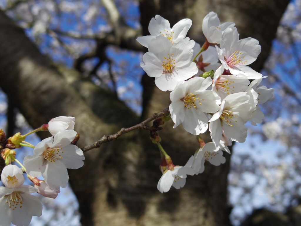 桜