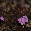 ピンクのお花…。