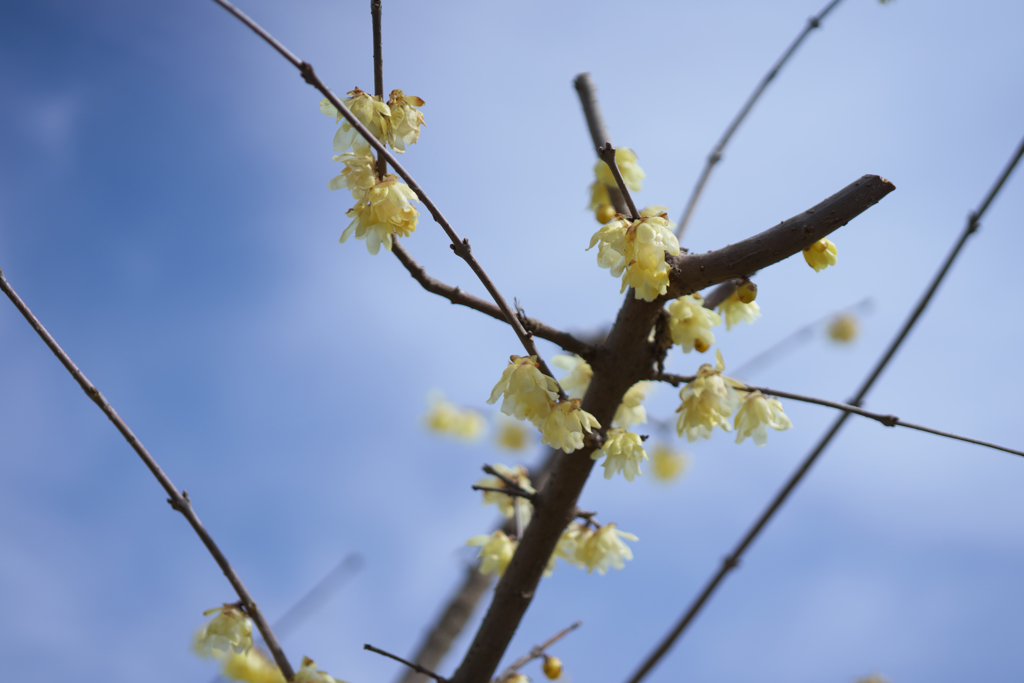 何の花？なんでしょう…