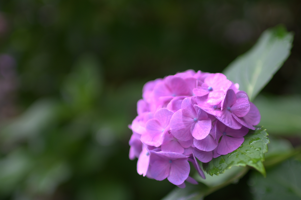 紫陽花2