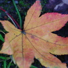 紅葉5