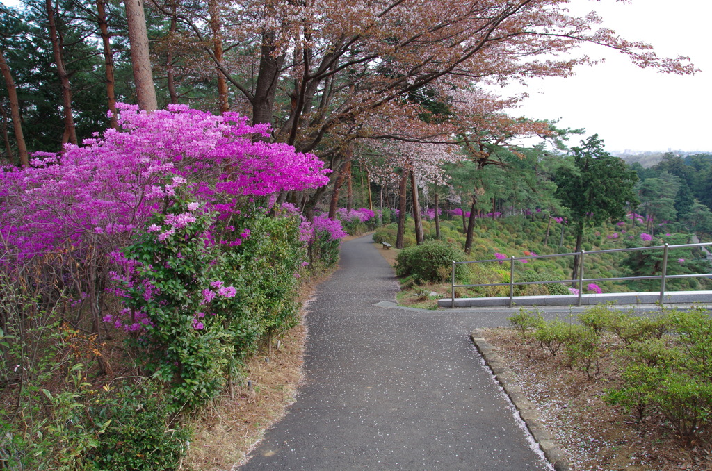 桜は散ってしまったけれど