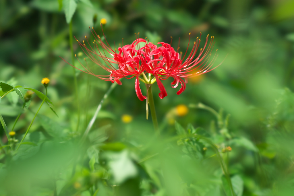 紅一点…。