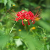 紅一点…。