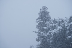 雪、雪、雪〜!!!