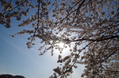逆光で桜