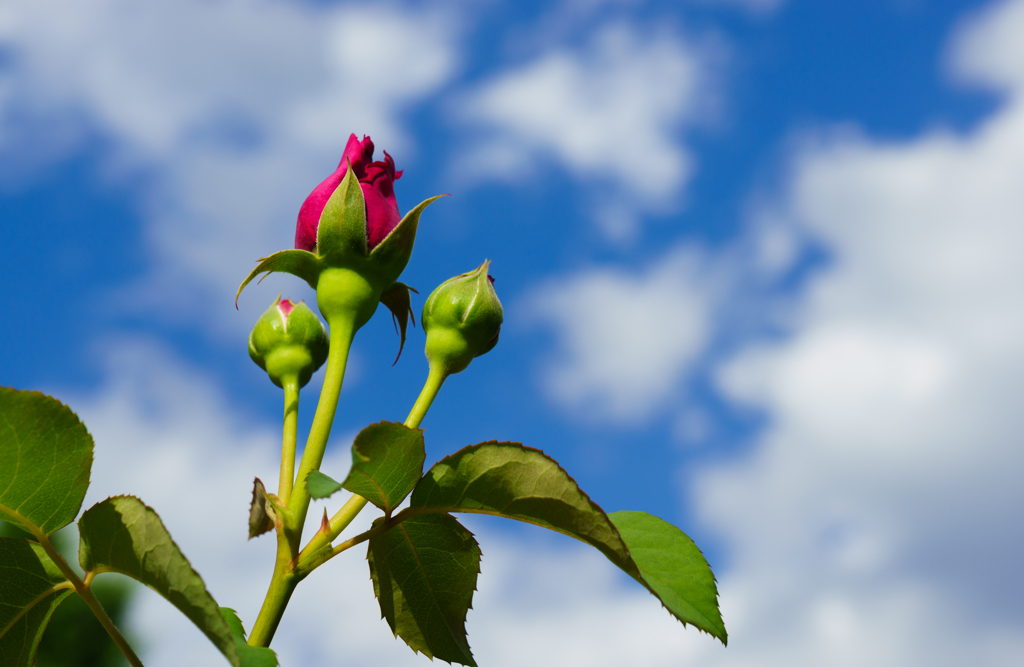 薔薇の蕾