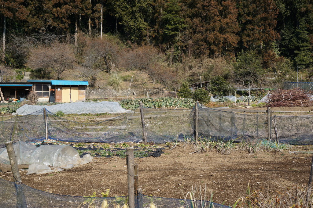 田舎の風景