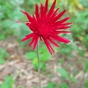 優しい紅