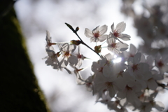 桜…。