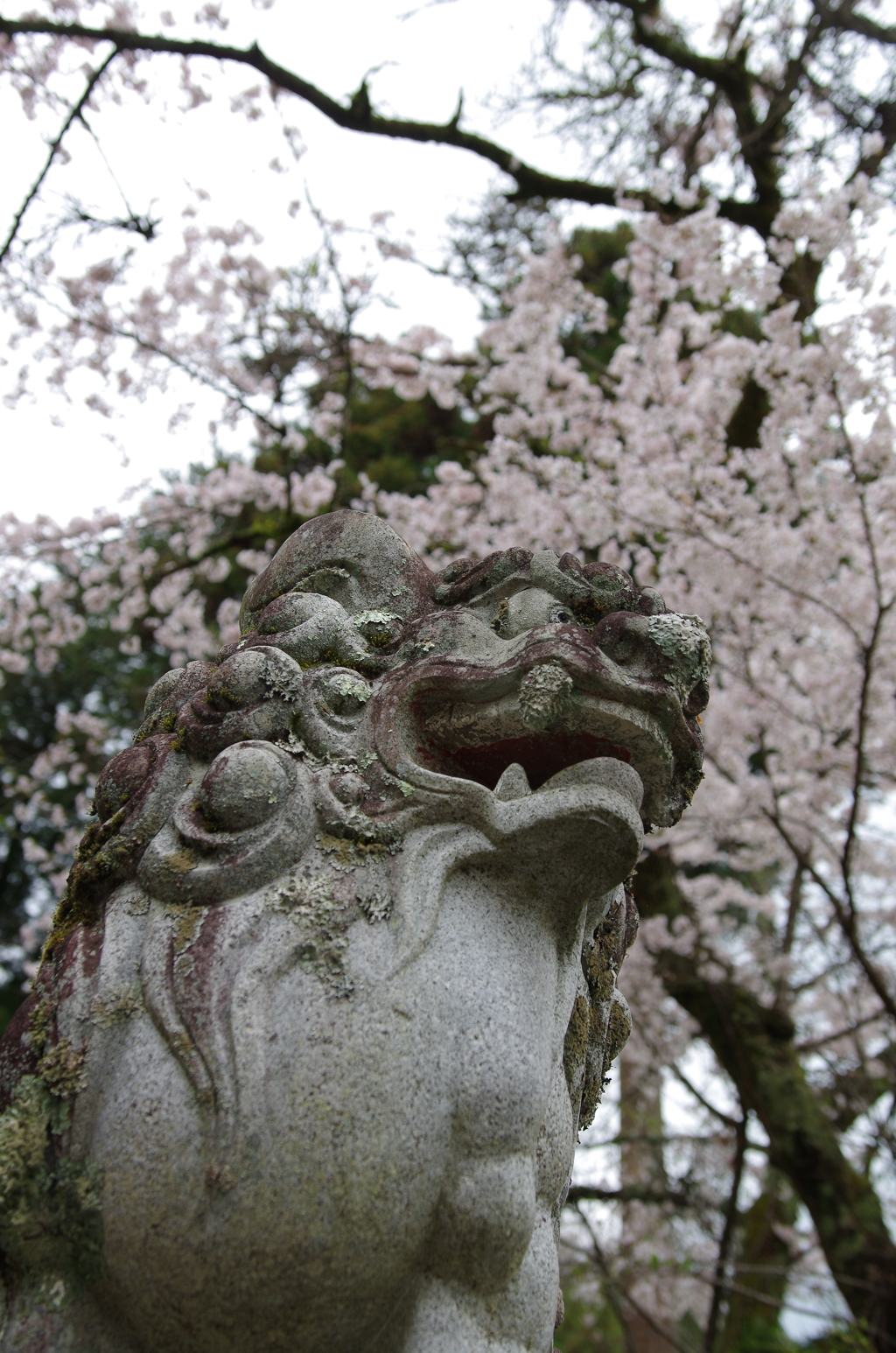 狛犬桜