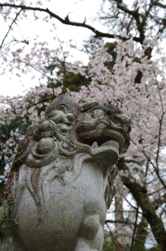 狛犬桜