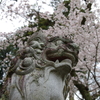 狛犬桜