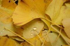 雨上がり…。