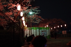 夜桜