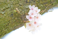 幹桜…。