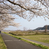 桜日和…。