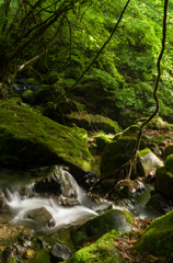 苔むす小川2