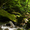 苔むす小川2