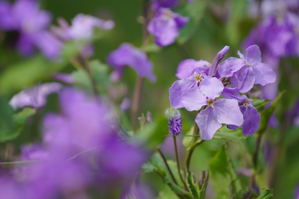 紫花菜
