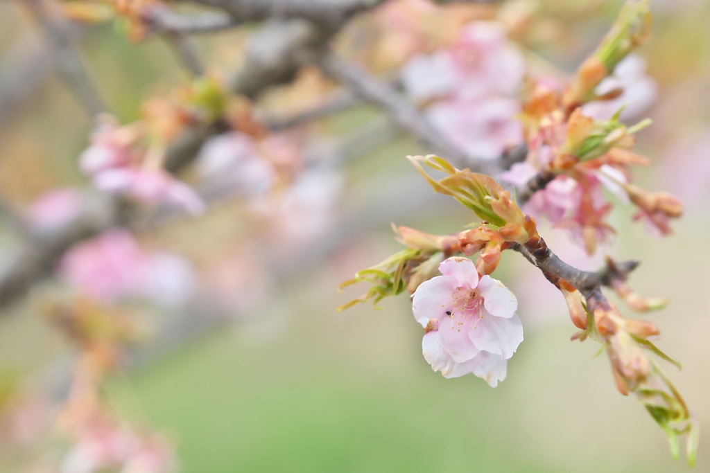 河津桜