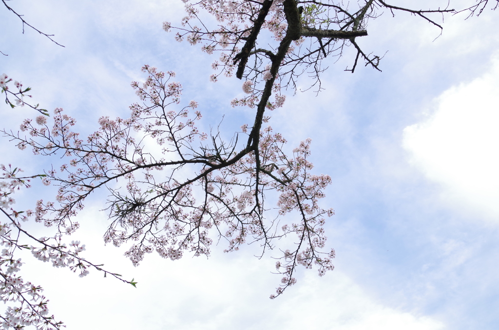 桜