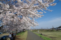 桜よ散らないで