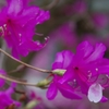 ツツジと桜の花びら