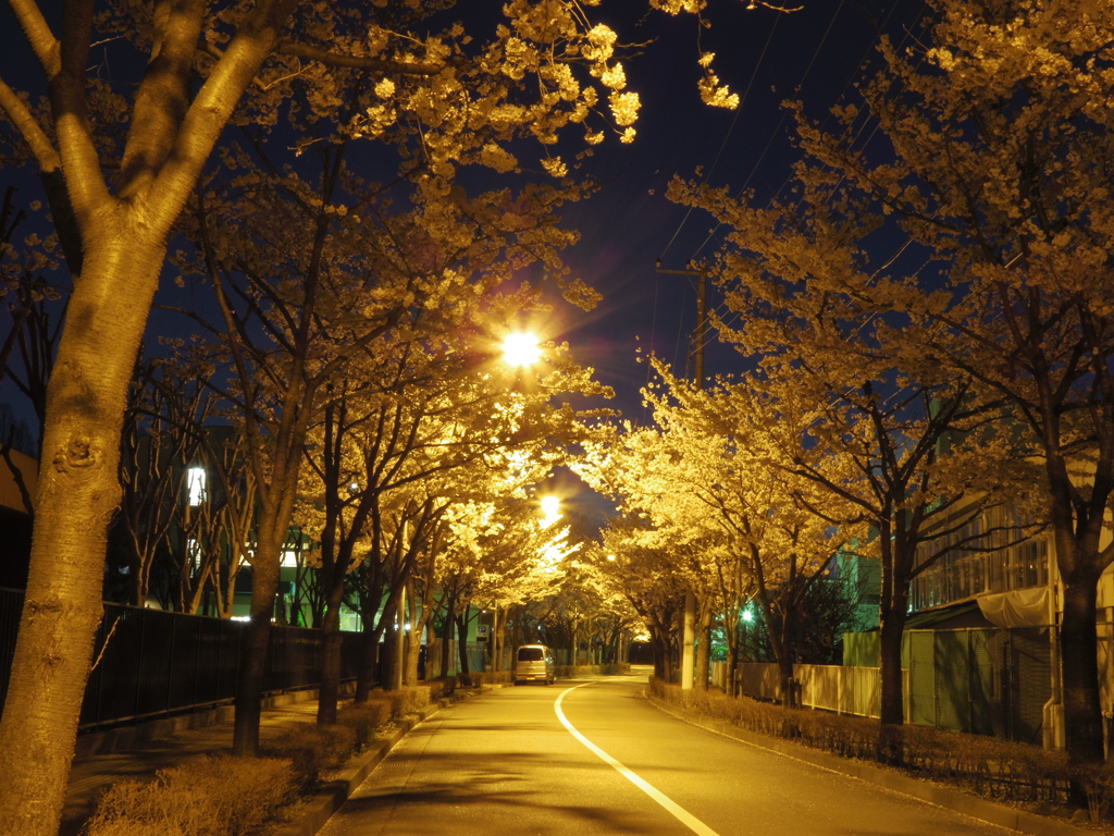 夜桜