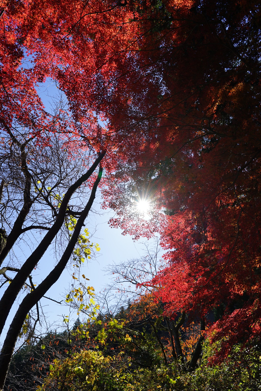 紅葉と…。