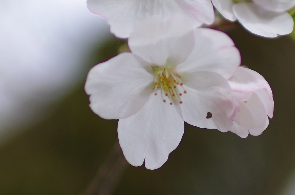 ハートの虫食い桜