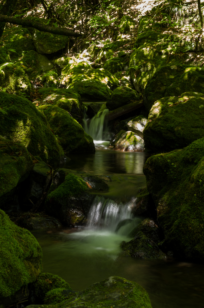 苔むす小川
