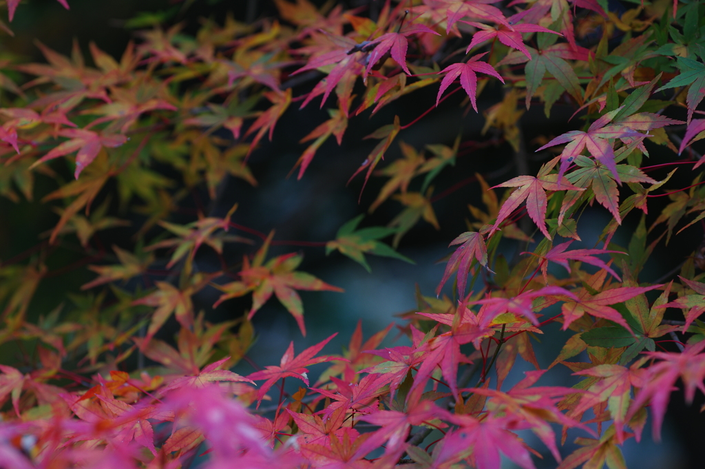 紅葉3