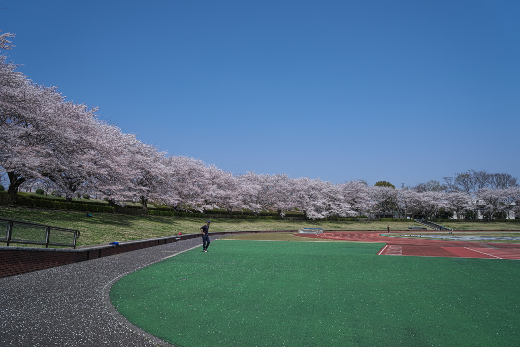 運動公園桜