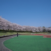 運動公園桜