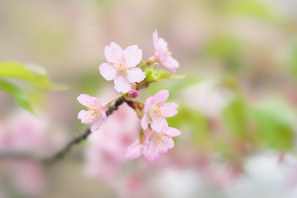 河津桜