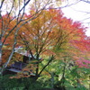 紅葉