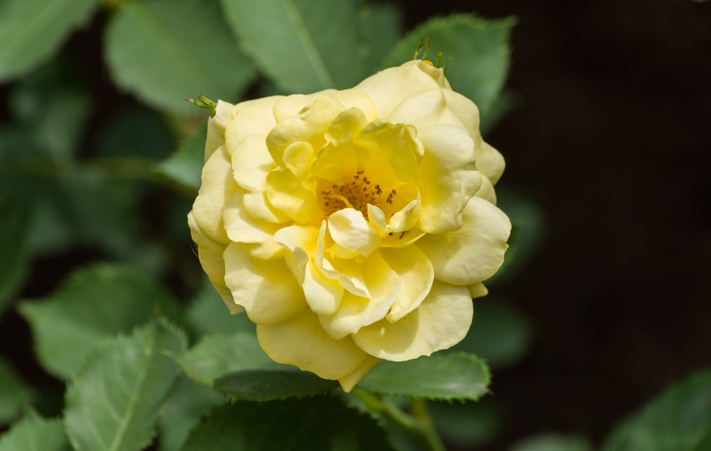 薔薇2