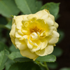 薔薇2