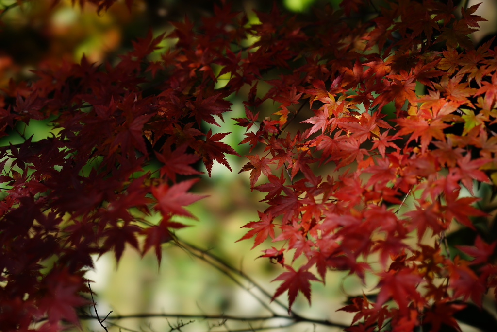 紅葉…。